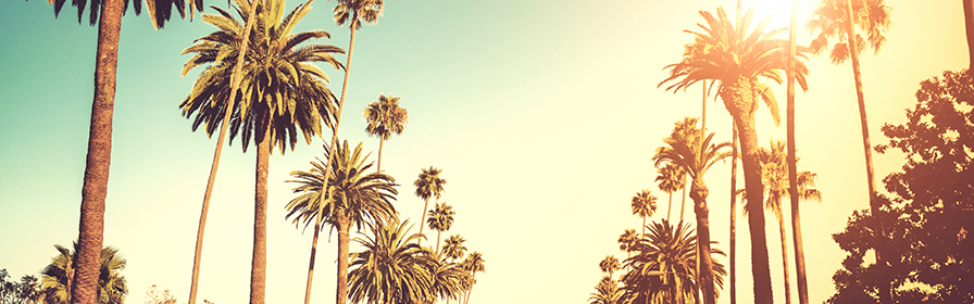 sunny lineup of palm trees